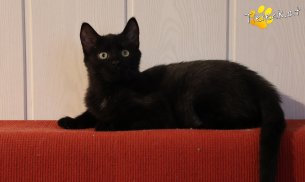 Amalia (Foto by Tiereck.at - Lavanttaler Tierhilfe)