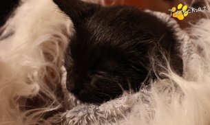 Coco (Foto by Tiereck.at - Lavanttaler Tierhilfe)