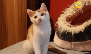 Kr&uuml;mmel (Foto by Tiereck.at - Lavanttaler Tierhilfe)