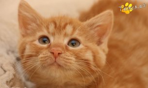 Nala (Foto by Tiereck.at - Lavanttaler Tierhilfe)