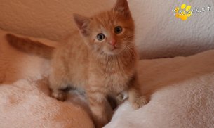 Stormy (Foto by Tiereck.at - Lavanttaler Tierhilfe)