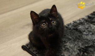 Scarlet (Foto by Tiereck.at - Lavanttaler Tierhilfe)