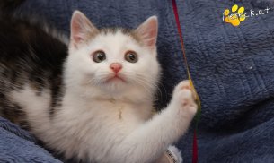 Jesper (Foto by Tiereck.at - Lavanttaler Tierhilfe)