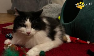 Balu (Foto by Tiereck.at - Lavanttaler Tierhilfe)