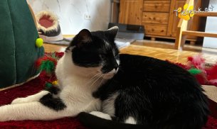 Rocky (Foto by Tiereck.at - Lavanttaler Tierhilfe)