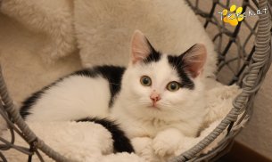 Ella (Foto by Tiereck.at - Lavanttaler Tierhilfe)