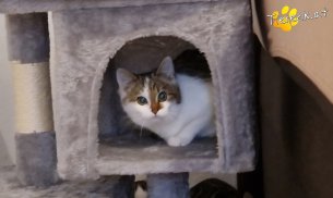 Luna (Foto by Tiereck.at - Lavanttaler Tierhilfe)