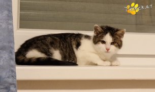 Scottlyn (Foto by Tiereck.at - Lavanttaler Tierhilfe)