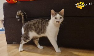 Skidmark (Foto by Tiereck.at - Lavanttaler Tierhilfe)