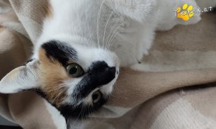 Mami (Foto by Tiereck.at - Lavanttaler Tierhilfe)