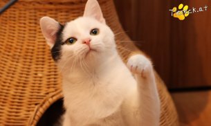 Linus (Foto by Tiereck.at - Lavanttaler Tierhilfe)