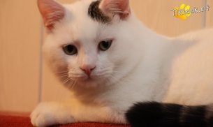 Elvis (Foto by Tiereck.at - Lavanttaler Tierhilfe)