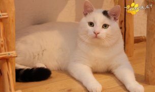 Elvis (Foto by Tiereck.at - Lavanttaler Tierhilfe)