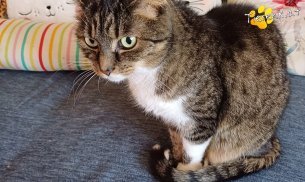 Punkti (Foto by Tiereck.at - Lavanttaler Tierhilfe)