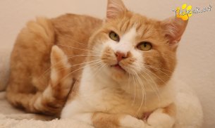 Hugo (Foto by Tiereck.at - Lavanttaler Tierhilfe)