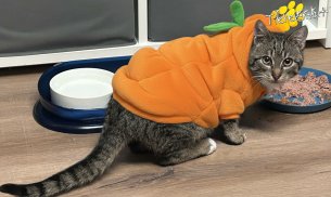 Eddy (Foto by Tiereck.at - Lavanttaler Tierhilfe)