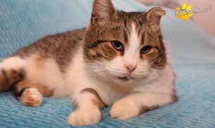 Vroni (Foto by Tiereck.at - Lavanttaler Tierhilfe)