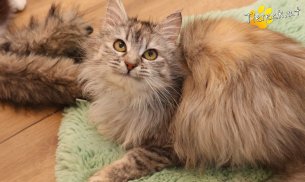 Luna (Foto by Tiereck.at - Lavanttaler Tierhilfe)