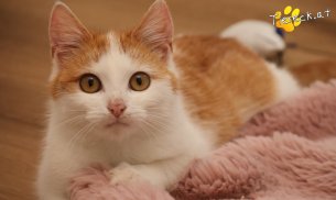 Alice (Foto by Tiereck.at - Lavanttaler Tierhilfe)