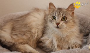 Zoey (Foto by Tiereck.at - Lavanttaler Tierhilfe)