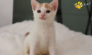 Minnie (Foto by Tiereck.at - Lavanttaler Tierhilfe)