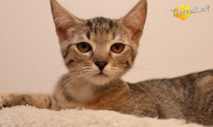 Mia (Foto by Tiereck.at - Lavanttaler Tierhilfe)