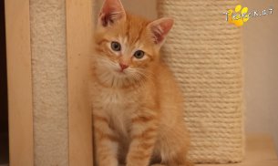 Maxi (Foto by Tiereck.at - Lavanttaler Tierhilfe)