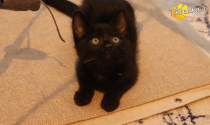 Leopold (Foto by Tiereck.at - Lavanttaler Tierhilfe)