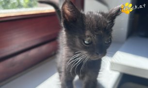Milo (Foto by Tiereck.at - Lavanttaler Tierhilfe)