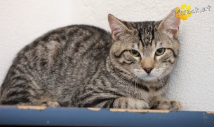 Henri (Foto by Tiereck.at - Lavanttaler Tierhilfe)