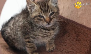 Louis (Foto by Tiereck.at - Lavanttaler Tierhilfe)