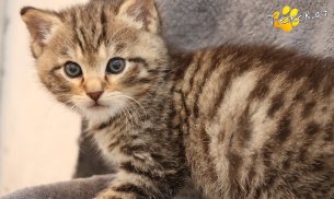 Kimi (Foto by Tiereck.at - Lavanttaler Tierhilfe)