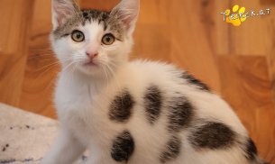 Filou (Foto by Tiereck.at - Lavanttaler Tierhilfe)
