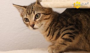 Alfi (Foto by Tiereck.at - Lavanttaler Tierhilfe)