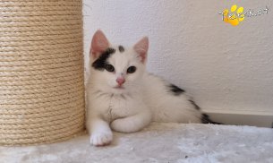 Louis (Foto by Tiereck.at - Lavanttaler Tierhilfe)