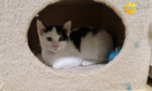 Ginny (Foto by Tiereck.at - Lavanttaler Tierhilfe)