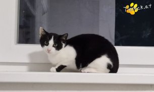 Buddy (Foto by Tiereck.at - Lavanttaler Tierhilfe)
