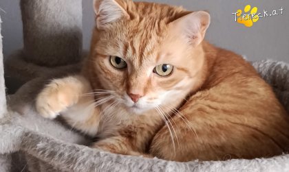 Pretty (Foto by Tiereck.at - Lavanttaler Tierhilfe)