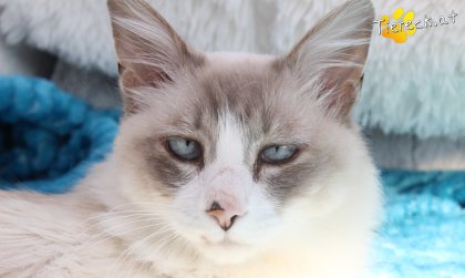Romeo (Foto by Tiereck.at - Lavanttaler Tierhilfe)