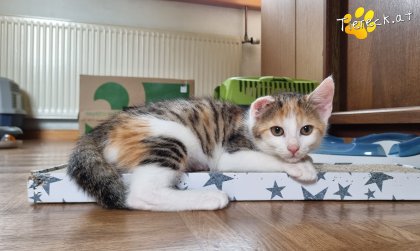 Sally (Foto by Tiereck.at - Lavanttaler Tierhilfe)