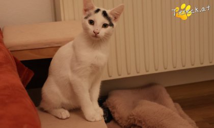 Lumi (Foto by Tiereck.at - Lavanttaler Tierhilfe)