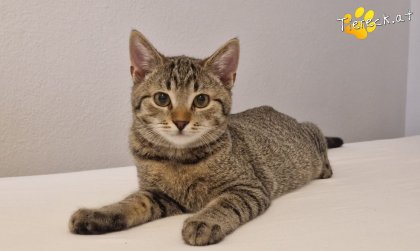 Bobby (Foto by Tiereck.at - Lavanttaler Tierhilfe)