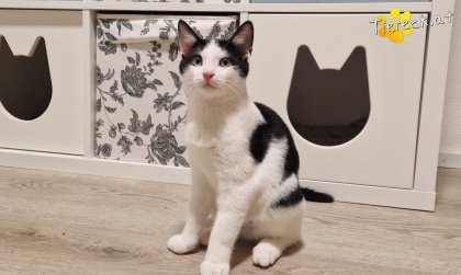 Billy (Foto by Tiereck.at - Lavanttaler Tierhilfe)