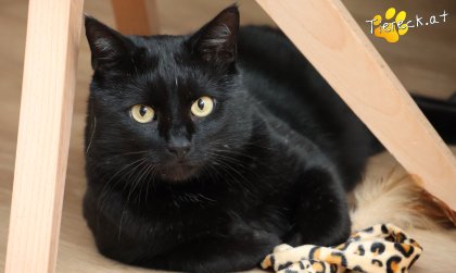 Puma (Foto by Tiereck.at - Lavanttaler Tierhilfe)