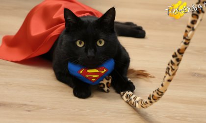 Puma (Foto by Tiereck.at - Lavanttaler Tierhilfe)