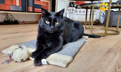 Puma (Foto by Tiereck.at - Lavanttaler Tierhilfe)