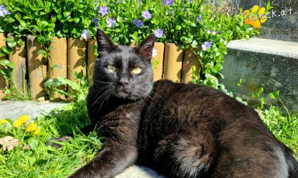 Puma (Foto by Tiereck.at - Lavanttaler Tierhilfe)