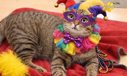 Pitry (Foto by Tiereck.at - Lavanttaler Tierhilfe)