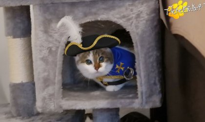 Luna (Foto by Tiereck.at - Lavanttaler Tierhilfe)