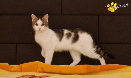 Scottlyn (Foto by Tiereck.at - Lavanttaler Tierhilfe)